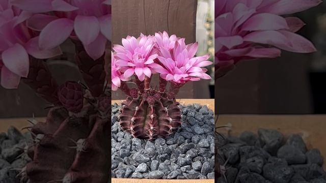 Stunning pink flowers on Gymnocalycium mihanovichii v. friedrichii!????