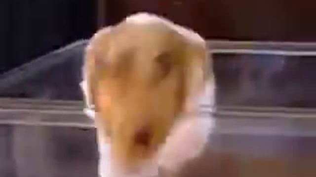 Умный хомячок) начинающий паркурщик) Clever Hamster. смотреть онлайн