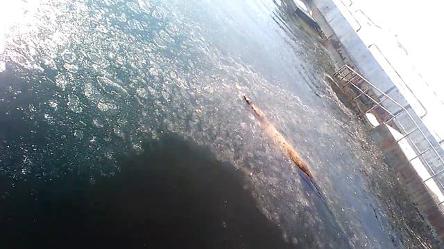 Встреча с сивучем смотреть онлайн