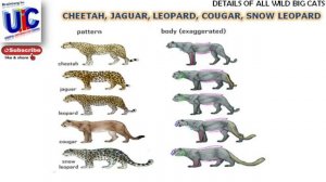 Difference between Tiger Lion Panther Puma Jaguar Leopard Cheetah ? What is PUMA ? What is COUGAR ?