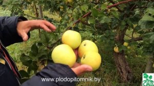 ? Яблоня сорт Коштеля ?