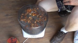 Электрическая сушилка грибов - заготовка трофеев :)