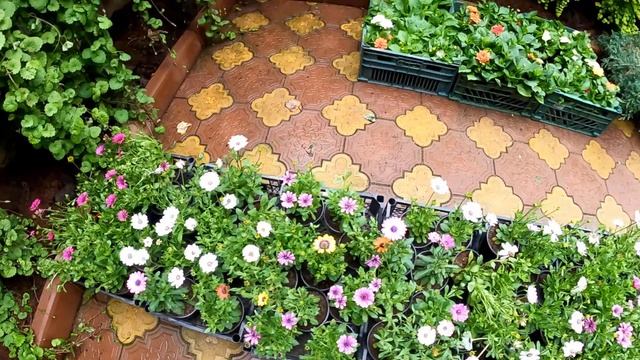 ул.Тормахова и море цветов! ("утерянный ролик")?ЛАЗАРЕВСКОЕ и Я смотреть онлайн