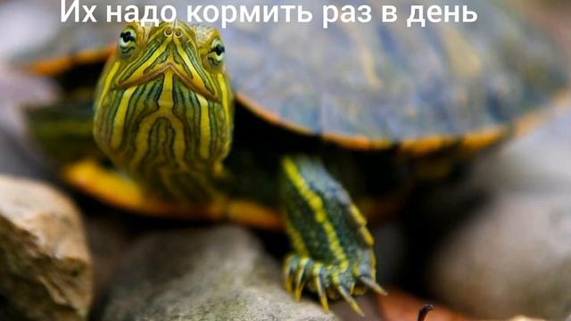 Уход и содержание за красноухой черепахой в домашних условиях.