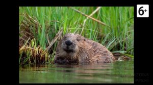 Удивительные соседи. Бобр