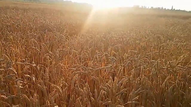 Ждем уборку зерновых.Какая сейчас цена на пшеницу?