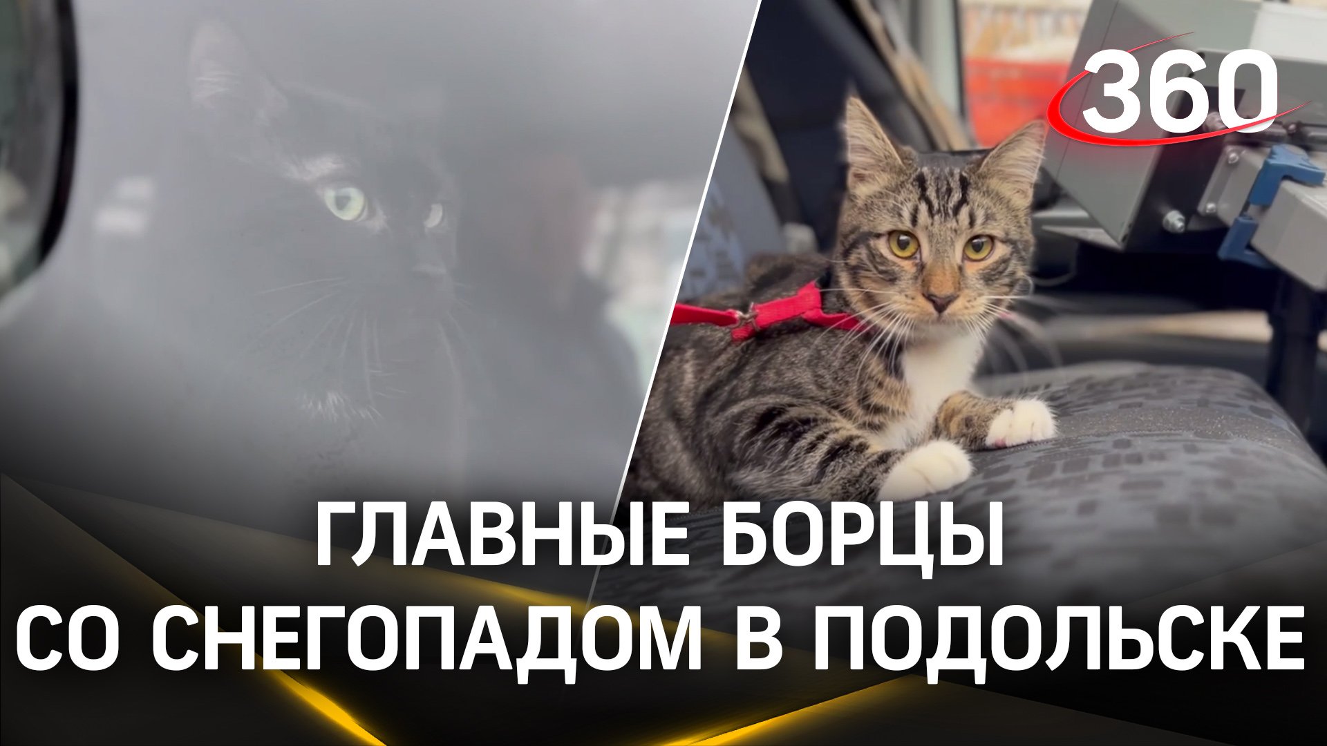 Кошка Матильда и кот Филин выезжают на борьбу со снегопадом в Подольске