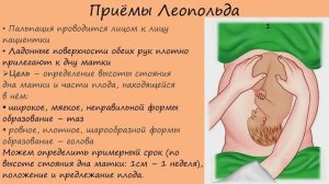 Акушерство. Положение, предлежание, позиция и вид позиции плода. Приёмы Леопольда.