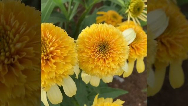 Most beautiful of Yellow Cone flowers #Echinacea Lemon Drop #Coneflower смотреть онлайн