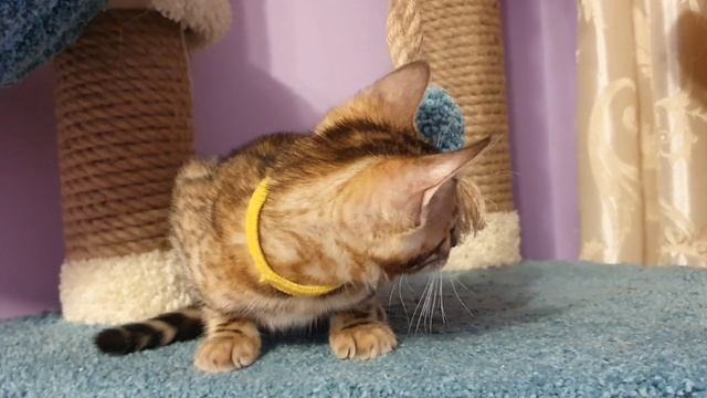 КЕННИ БЕНГАЛ ШАРМ смотреть онлайн