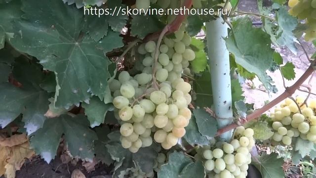 Сорта винограда 2018. Афродита - крупноплодный мягкосемянник среднего срока созревания смотреть онлайн