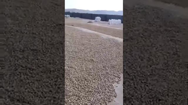 Вот так естественным способом с помощью солнца сушат Фисташку! смотреть онлайн