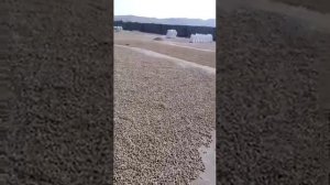 Вот так естественным способом с помощью солнца сушат Фисташку!