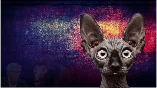 Тг кот костян
164
