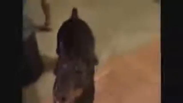 Собирайся прям щас едем на дачу..😸😸😸😸😹😹😹😹 смотреть онлайн