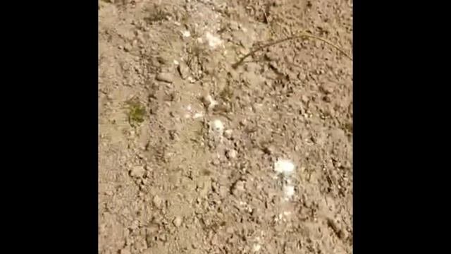 Отзывы о Питомнике растений СОЦВЕТИЕ