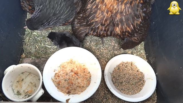 Éclosions dans le poulailler 4. Soins et alimentation des poussins. смотреть онлайн