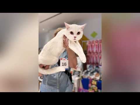 БЕЛОСНЕЖНАЯ ШОТЛАНДСКАЯ КОШЕЧКА. ЕЙ 10 МЕСЯЦЕВ, В ПОИСКЕ СЕМЬИ. ОЧЕНЬ МИЛАЯ И КРАСИВАЯ. ИЩЕМ ЕЙ ДОМ.
