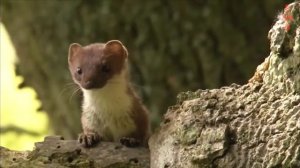 Животные в деле, ЛАСКА НАПАЛА НА ЧАЙКУ. Странные случаи с животными снятые на камеру "за 5 минут"