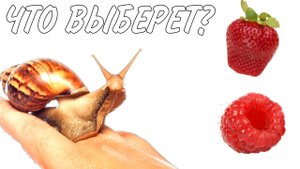 ЧТО ВЫБЕРЕТ УЛИТКА КЛУБНИКУ ИЛИ МАЛИНУ?