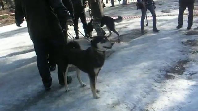 Питер ВСЛ кобели средние смотреть онлайн