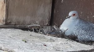 У пары бриллиантовых горлиц появились птенцы.10.06.2022