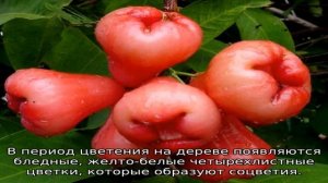 Сорт яблок Белая роза