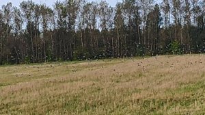 Охота на голубя Вяхиря