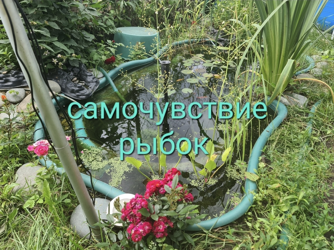 Самочувствие рыбок смотреть онлайн