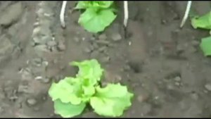 Роботизированная прополочная машина