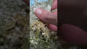 Результат укоренения черенков адениума с использованием корневина