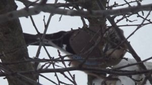 Красивая птица размером с сороку. Кто это???