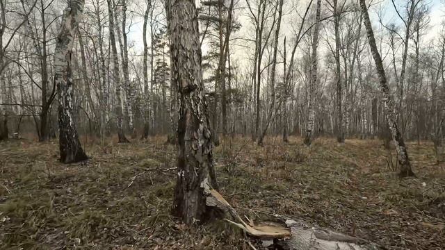 19 ноября 2023 года смотреть онлайн