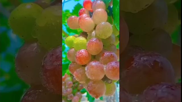Magic Grapes Fruit Split shortvideo shorts shortvideoyoutube funplay grapes