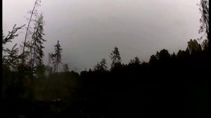 Охота на Лося. Западносибирская Лайка.