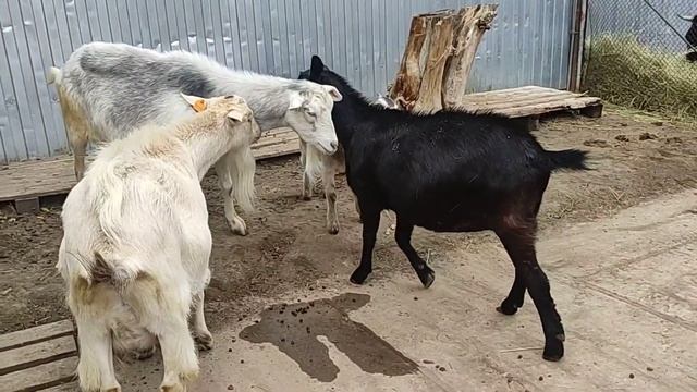 Продаю коз и просто жуткая история! #рек #short #топ #козы #деревня #рекомендации #фермер #деревня смотреть онлайн