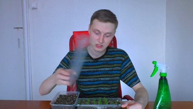 Уход за всходами ЗЕМЛЯНИКИ и пикировка рассады | Выращивание земляники (клубники) из семян