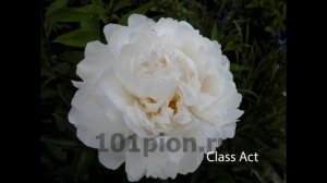 Белые пионы. Сорта. Часть 1.