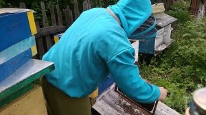 Проверка после шокотерапии пчелосемьи 4 дня спустя..mp4