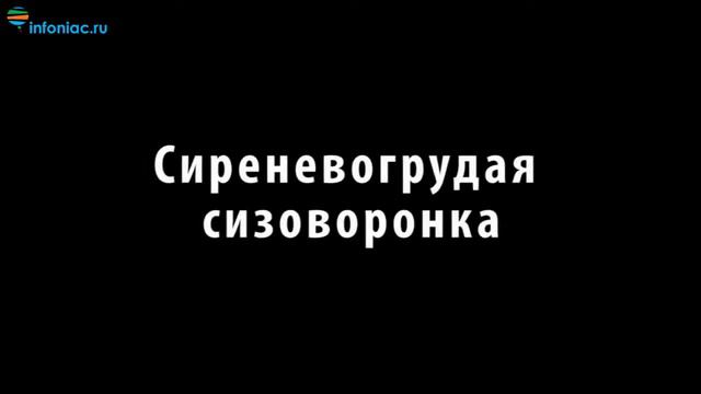 10 самых необычных птиц, о которых вы, возможно, не слышали   Часть 1   YouTube