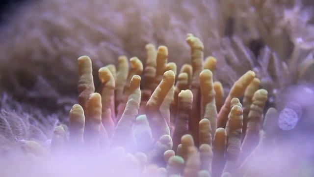 Waving Hand Anthelia Soft Coral смотреть онлайн