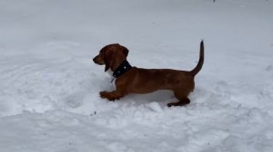 Кроличья (миниатюрная) такса играет в зимнем лесу/ Mini dachshund walks in the winter forest.