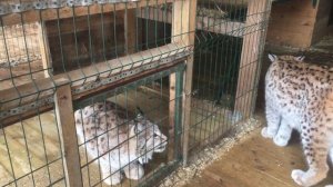 Рыся знакомиться с другими Рысями/В гостях у BobCat ТВ.