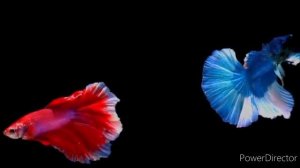 Рыбки_релакс_1_Full_HD_720p