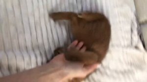 ДИКИЙ КАРАКАЛ ДОМА / WILD CAT CARACAL AT HOME