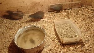 Калифорнийский перепел / первое яйцо