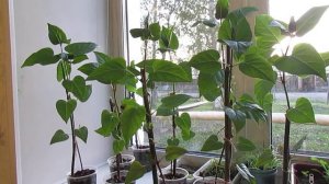 ОБЗОР МИРАБИЛИСА ПОСЛЕ ПРИЩИПКИ!!!