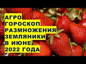 Агрогороскоп размножения клубники и земляники в июне 2022 года