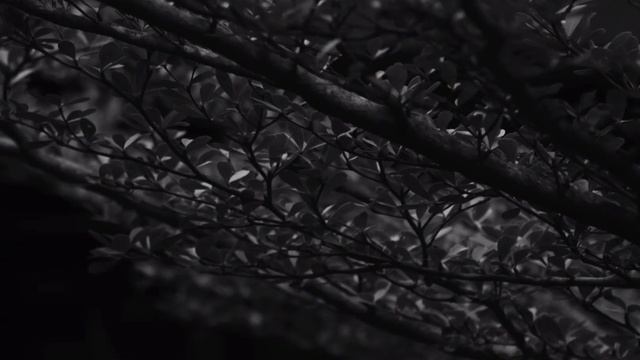 Nikon 1 V1 B&W photos taken on August 3, 2022 смотреть онлайн