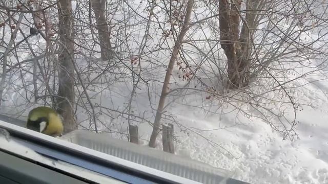 Весёлые синички смотреть онлайн